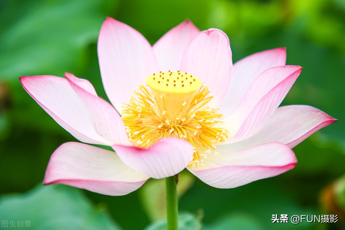 摄影师如何拍出清晰照片的技巧,如何提升照片画质清晰度