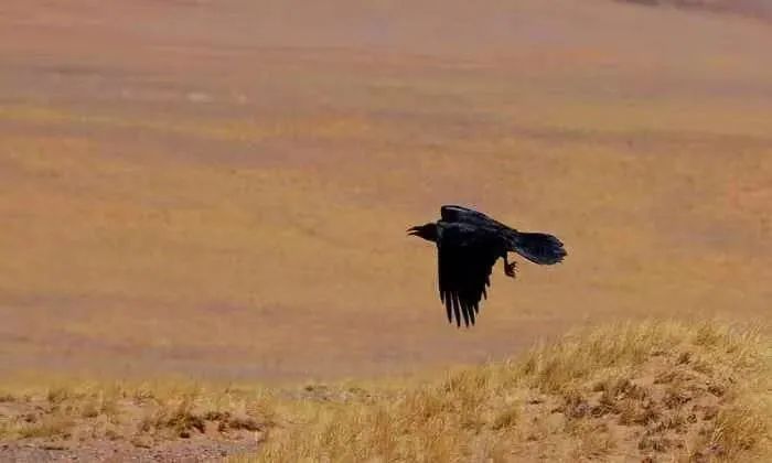 读《北方的空地》：人生才是探险，出世入世，不过一个转身