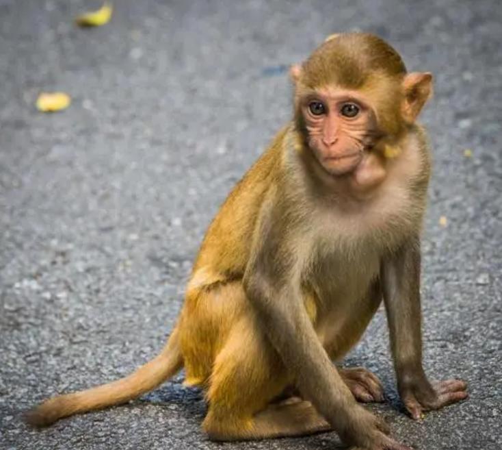 重庆小伙救下一只猕猴,重庆男子救助野生猕猴