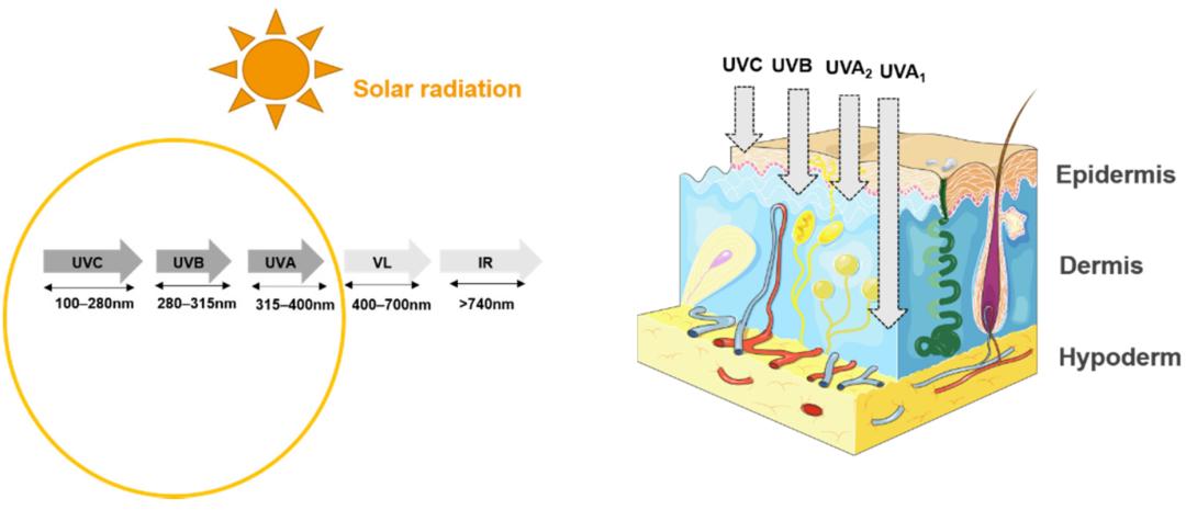 抗氧化防晒内服,抗氧的防晒成分有哪些
