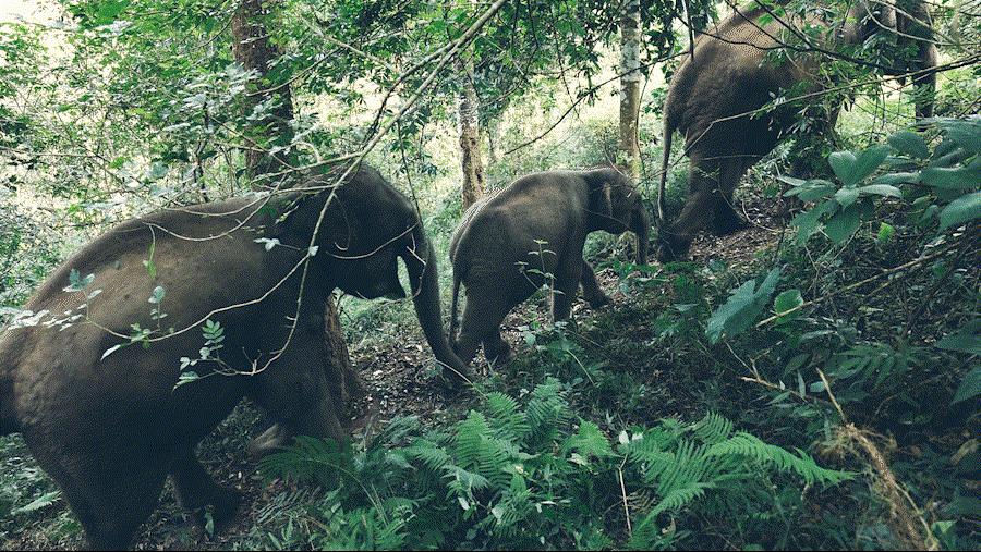 cop15大会高清图,cop15开幕完整版