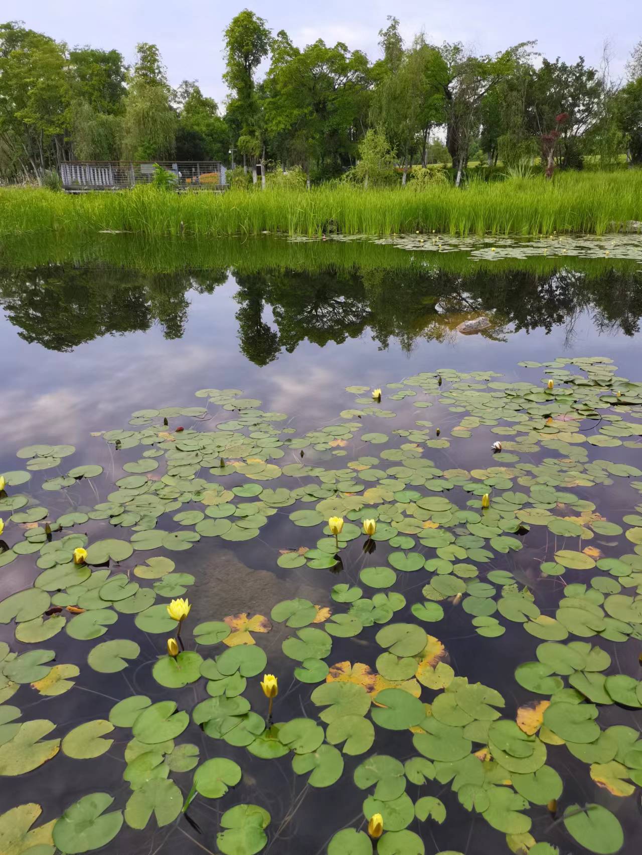 天府新区天府花香谷,成都天府新区花谷