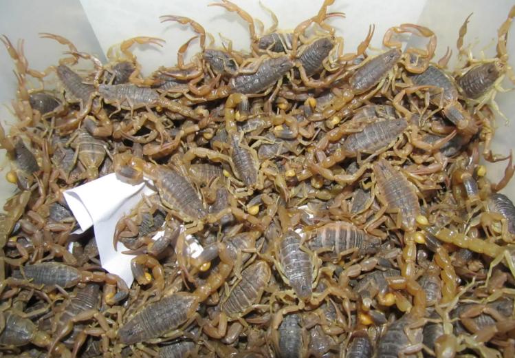 蝎子养殖的前期工作是什么,蝎子繁殖期怎么管理