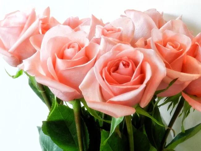 霓裳玫瑰花花语和寓意,香槟色玫瑰花花语和寓意