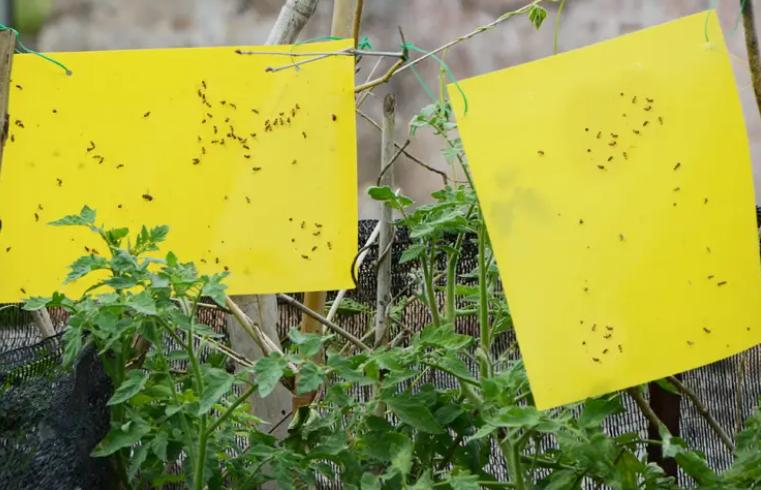 蔬菜根长肿瘤怎么防治,蔬菜靶斑病最新治疗方法