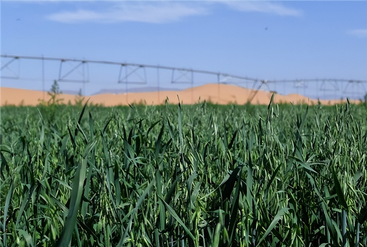 蒙牛沙漠有机奶是真的沙漠奶吗,来之不易的奶粉