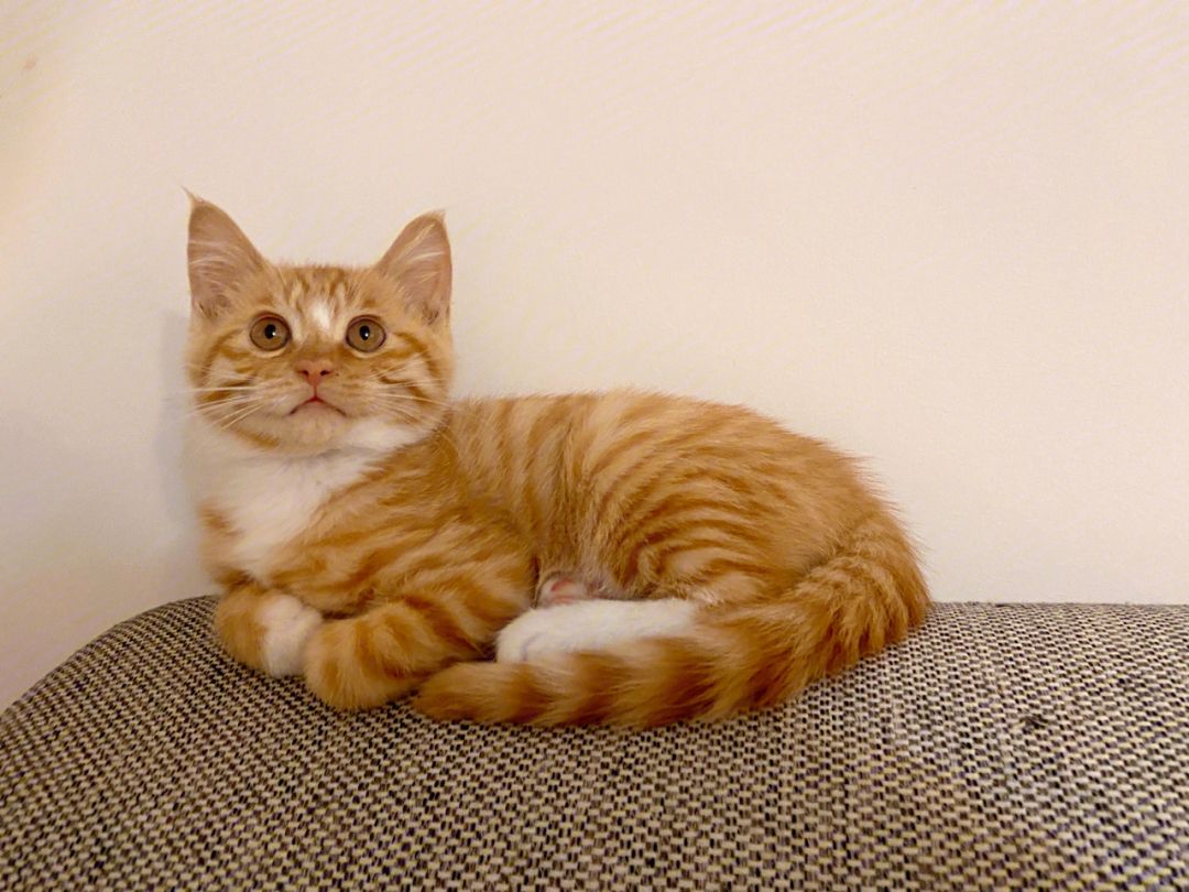 2023年最受欢迎的7种猫,最受欢迎的猫品种前十名