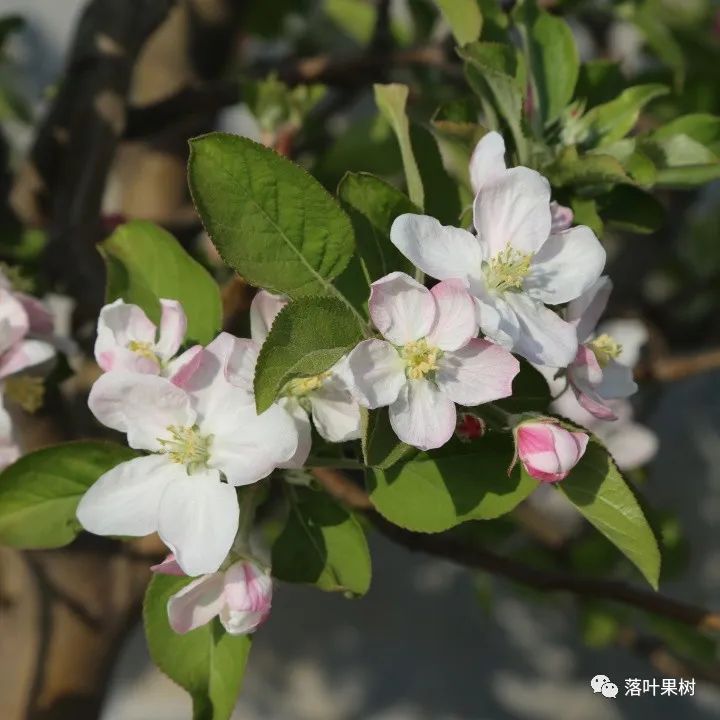 怎样辨别果树花和芽,怎么分辨阳光玫瑰果树