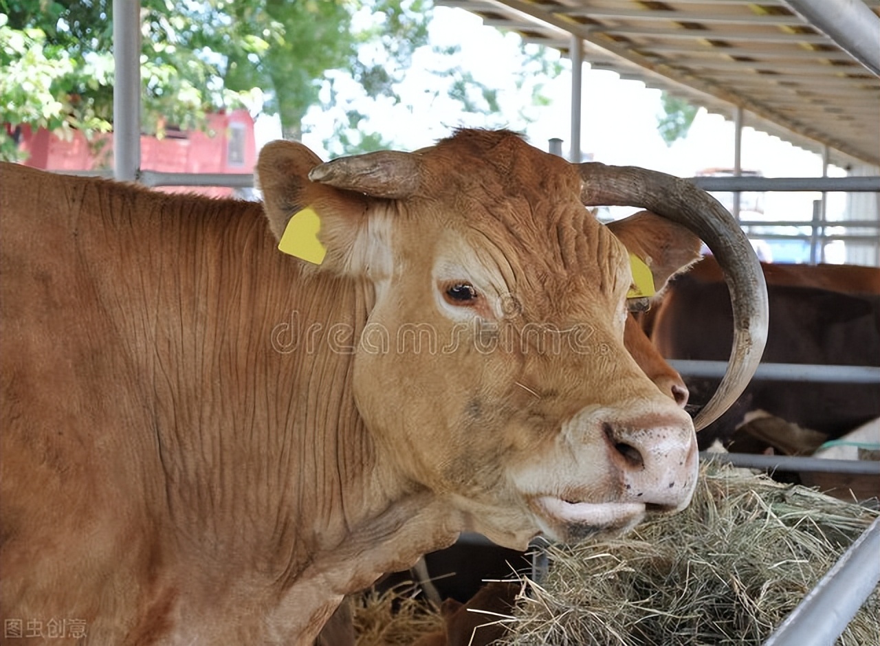 说明文写一写牛的外形特点,牛的一些介绍和特点是什么