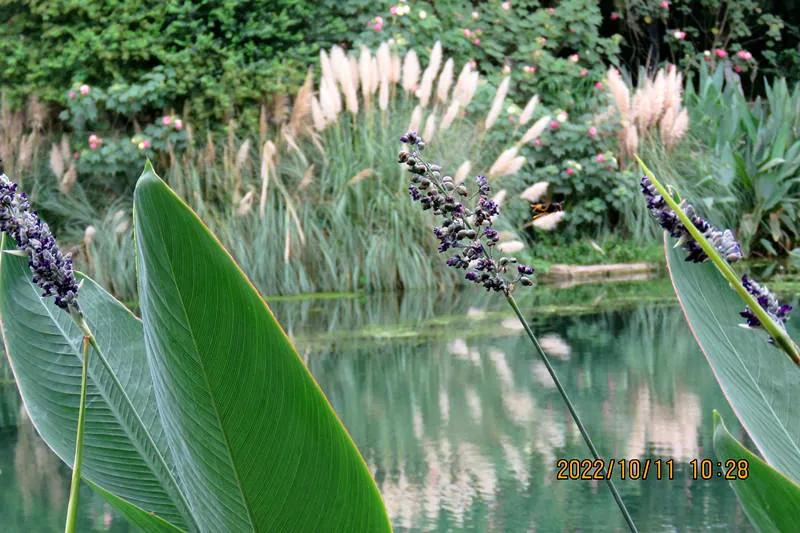 花溪小公园,美丽的花溪公园