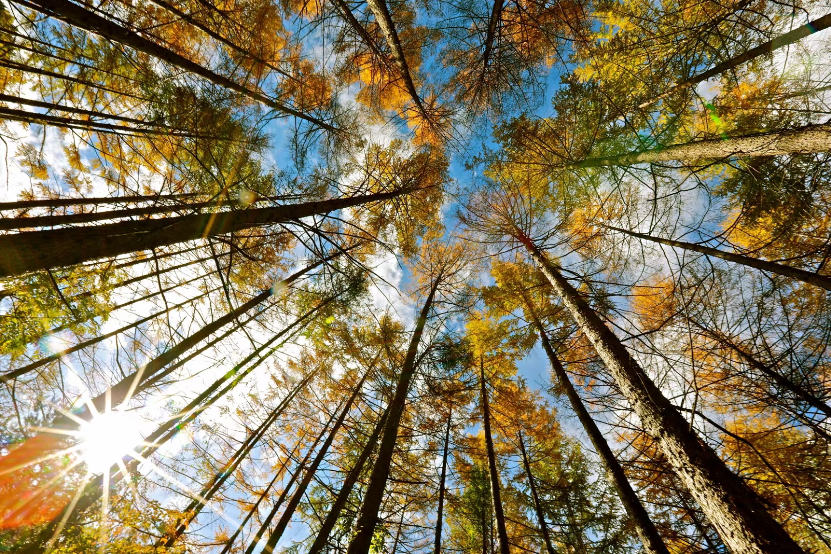 平安保险行业的了解与看法,平安信保主要是什么