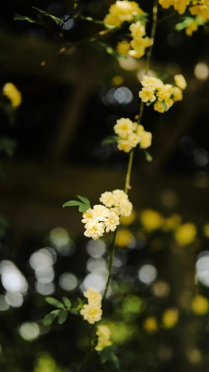 黄色碎花壁纸,白色郁金香花田壁纸