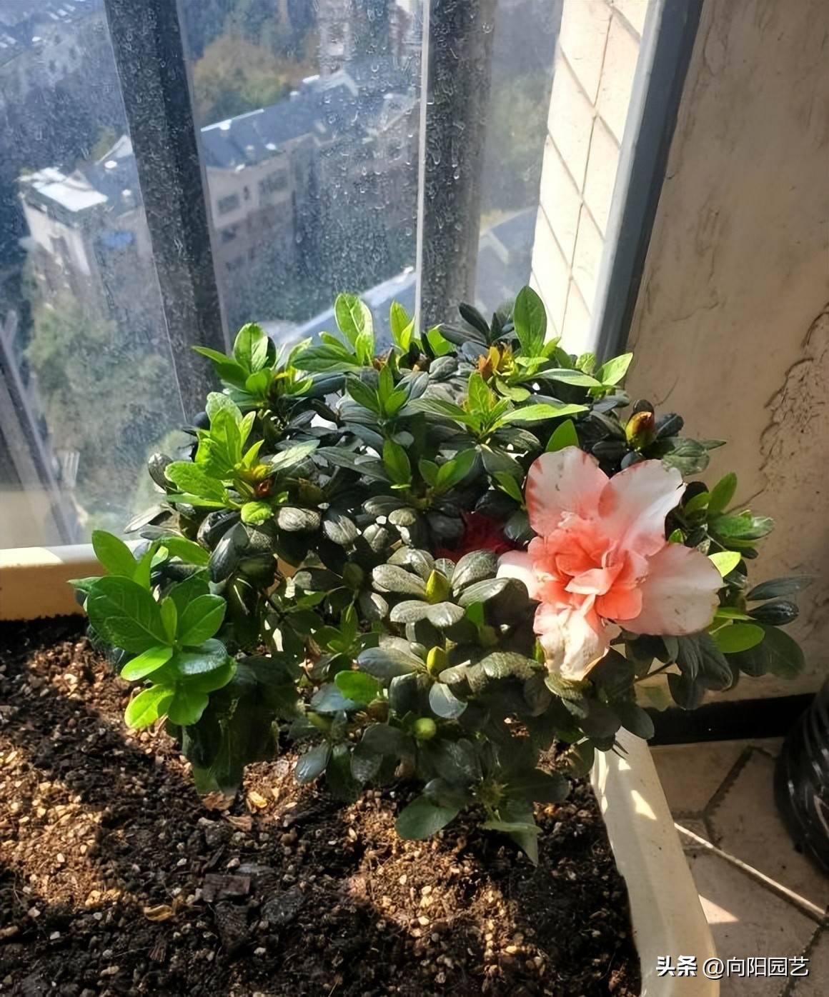 杜鹃花爆盆冬季怎么养好,杜鹃花养殖方法用肥和浇水