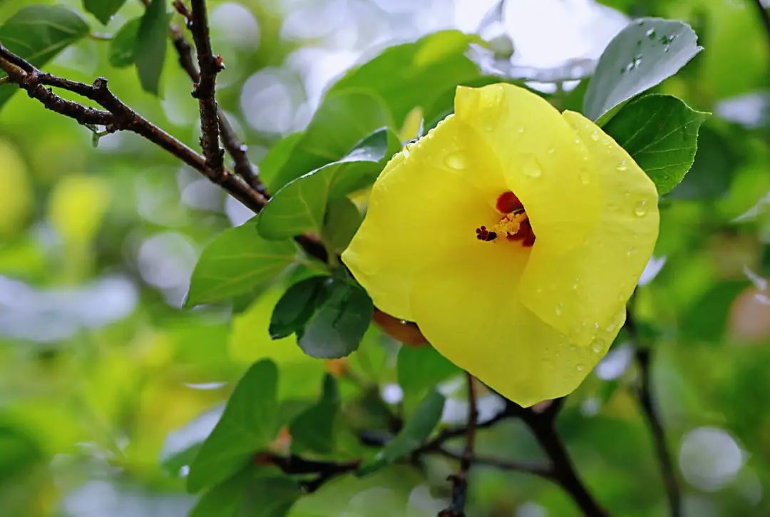 开花植物大全100种,实用分享30款小型开花树种介绍