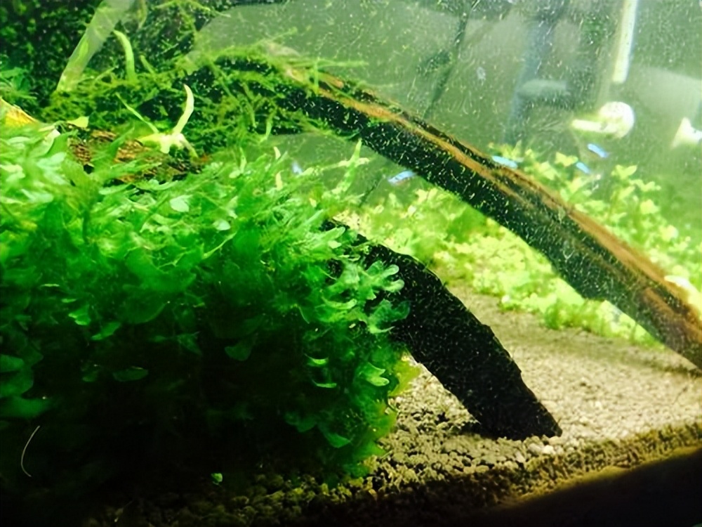 鱼缸玻璃长青苔怎么回事,鱼缸玻璃上长绿苔是怎么回事