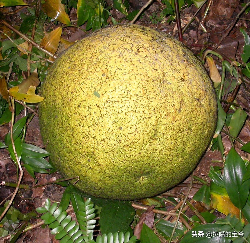 同在非洲大陆，同胞国家忍饥挨饿，它还出口牛油果、芝麻到中国