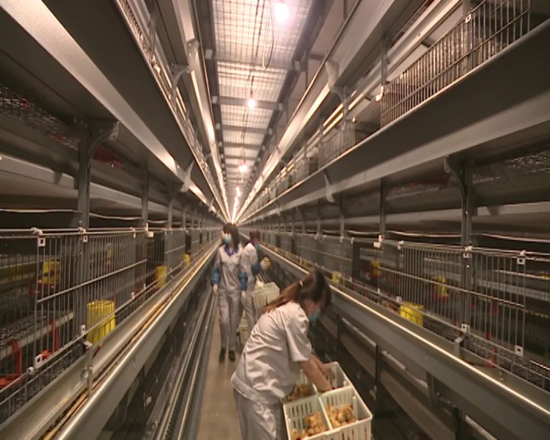 韩伟蛋业,韩伟蛋业辽宁朝阳