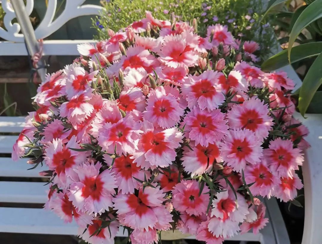 什么花好养又净化空气还漂亮,什么花好看好养抗冻还净化空气