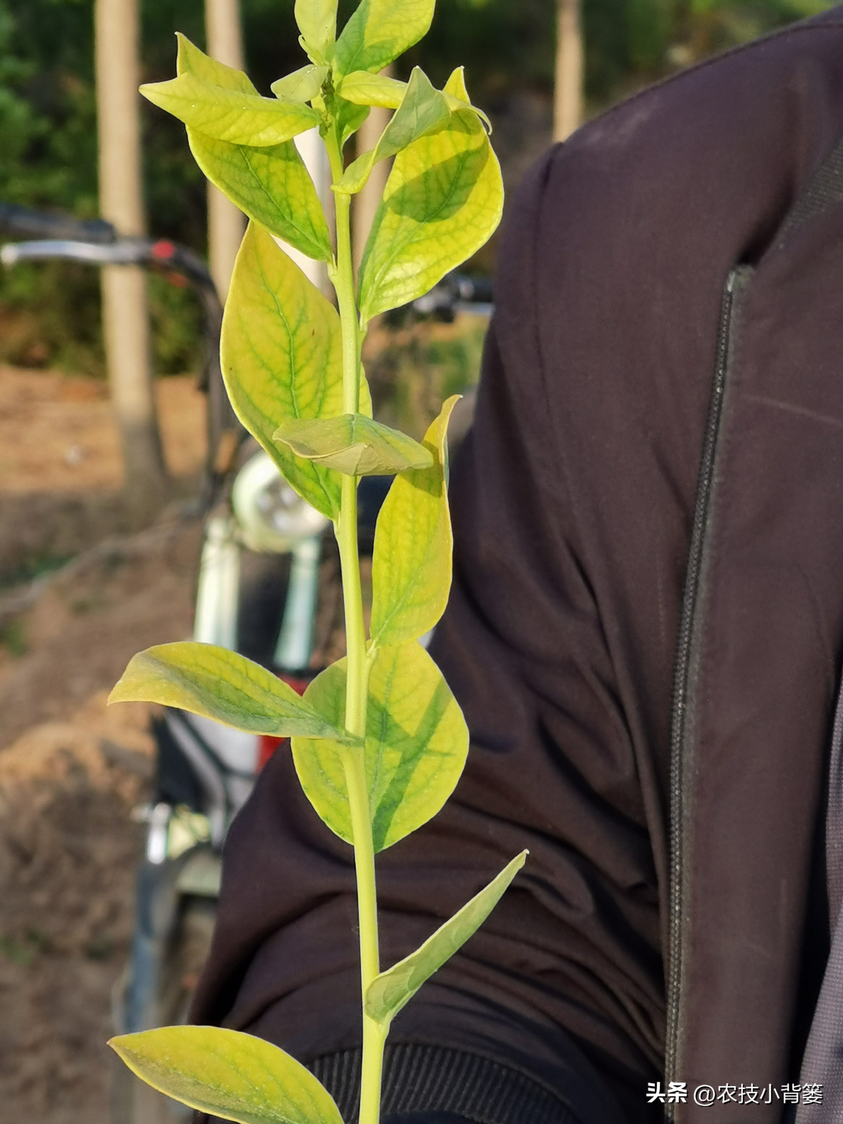 蓝莓黄叶几个月了还有救吗,蓝莓叶脉失绿发黄怎么办
