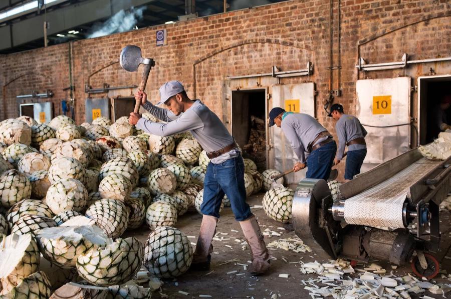 特基拉酒和龙舌兰酒的区别,龙舌兰索特基拉酒