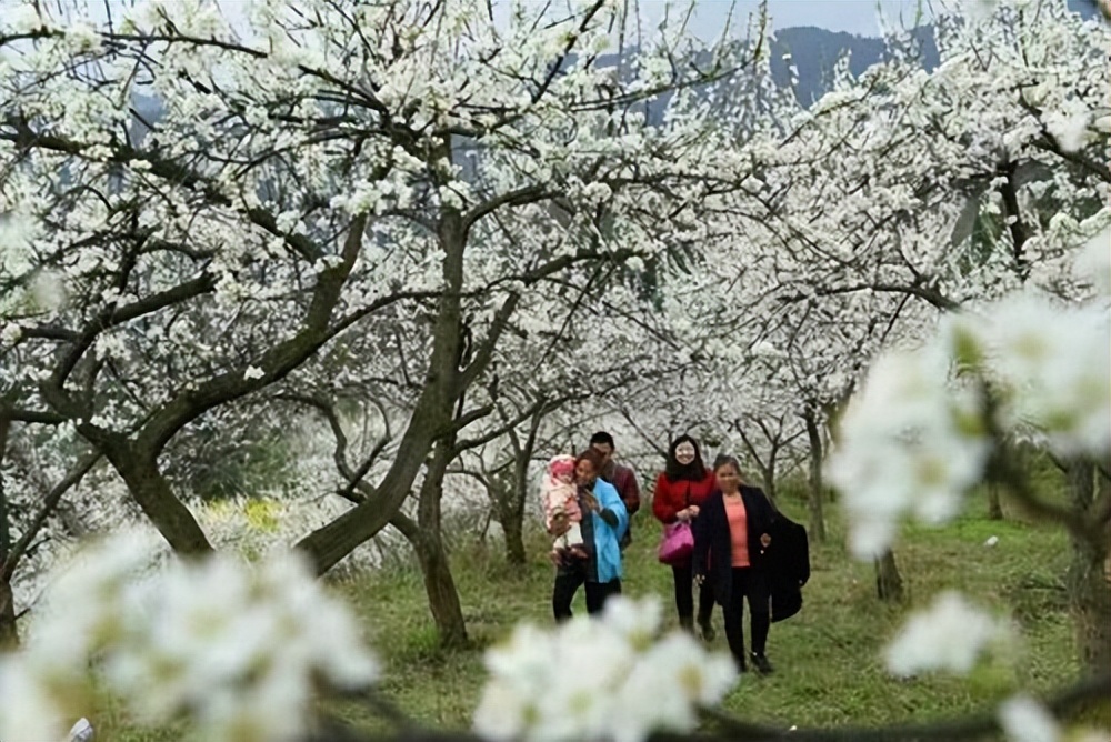 幸福像花儿一样全集免费观看,幸福像花儿一样歌曲