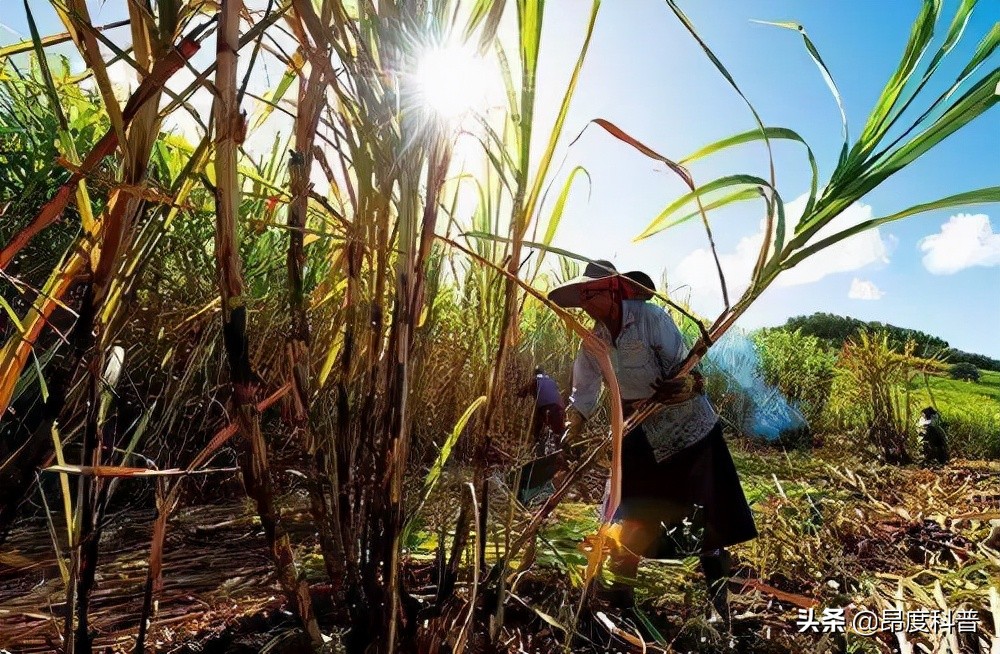 印度无子宫妇女村,印度为怀孕6个月女子剖腹