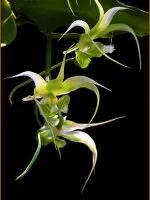 十种最有名的兰花图片,最美的100种兰花图片