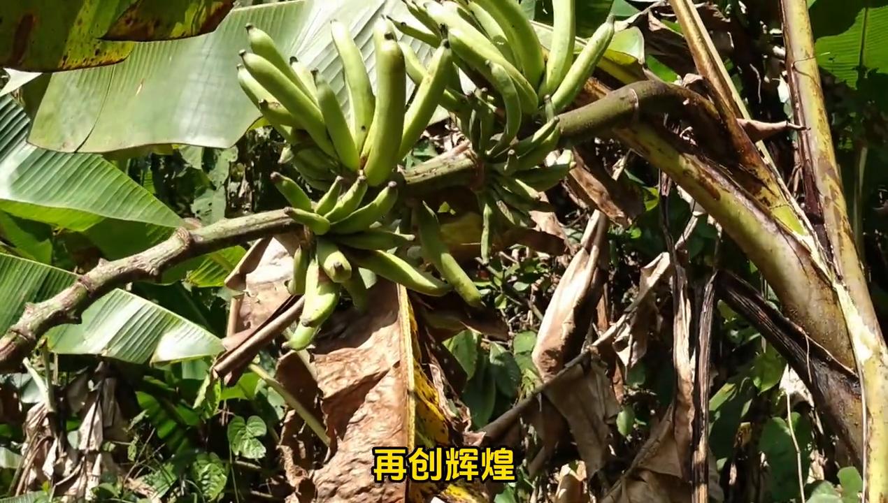 猴哥偷香蕉被整蛊,猴哥偷香蕉被蛇咬