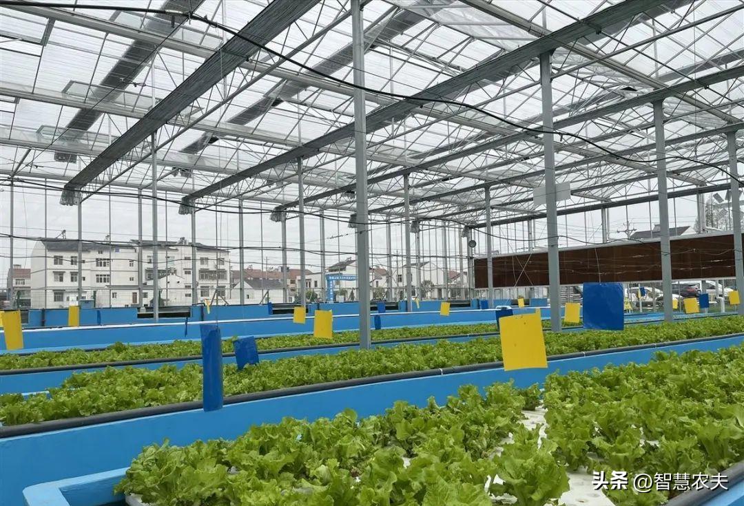 种菜不施肥养鱼不换水鱼菜共生,永不换水的阳台鱼菜共生系统