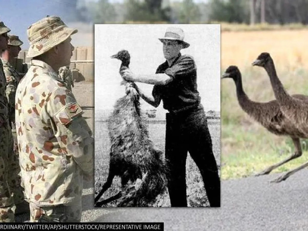 澳大利亚军队大战鸸鹋,鸸鹋战争