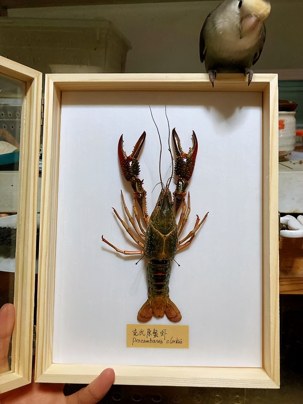 夏天小龙虾到底能不能吃,小龙虾烧烤的危害