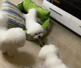 卷毛比熊犬的优缺点,花比熊犬的9大优缺点