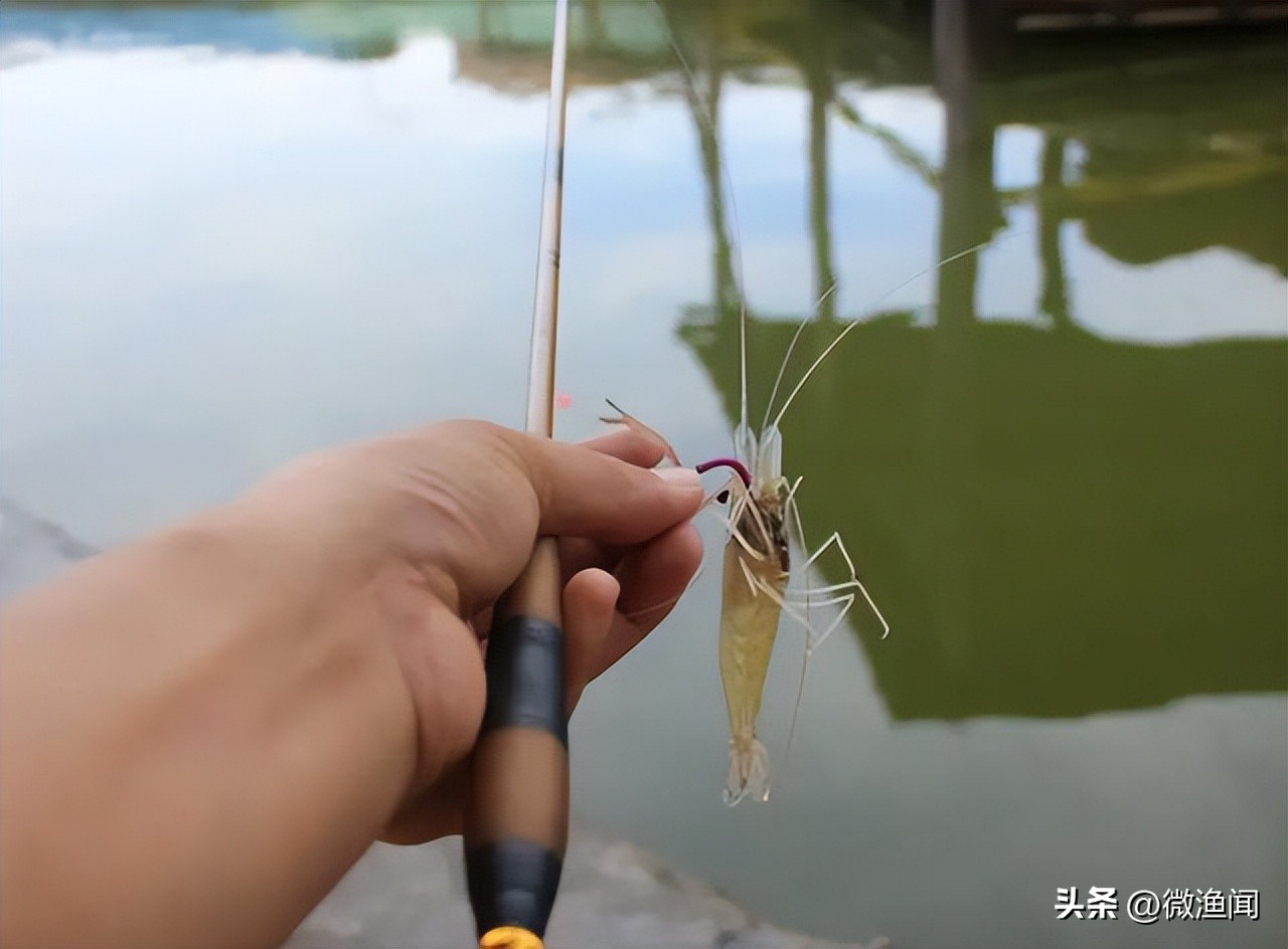 敌敌畏抓虾钓翘嘴,撒敌敌畏钓翘嘴