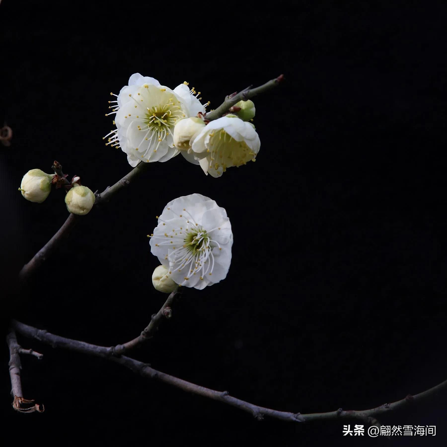 古诗词经典名句一寸光阴一寸金,一寸光阴一寸金七言绝句诗100首