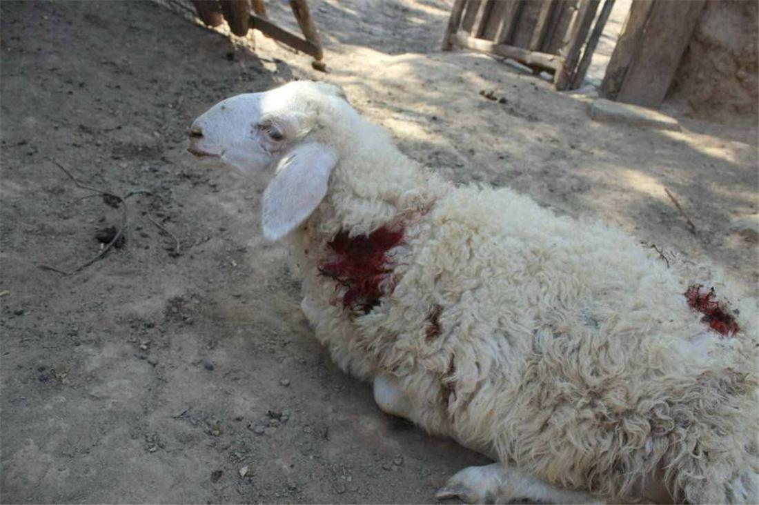 家中16只羊被3只狼咬死 (5只狼进村咬死村民的2只羊)