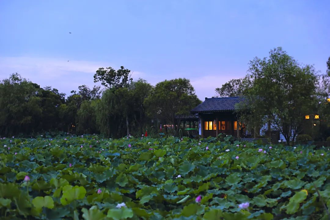 春来夏往，秋收冬藏，带你感受沙家浜的四季，别错过身边的美好