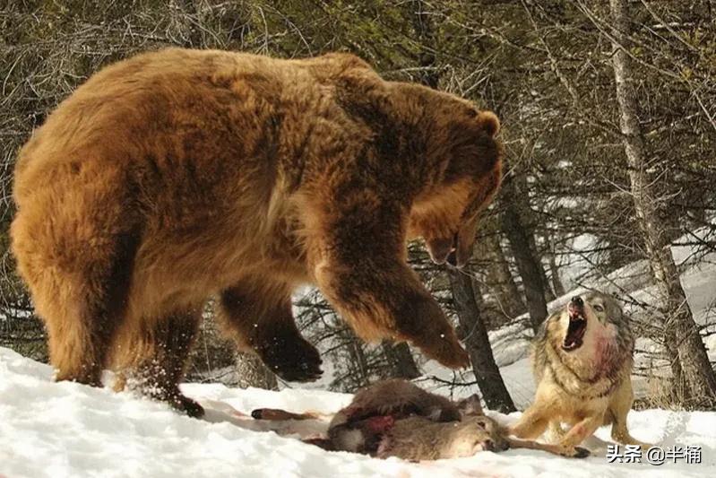 熊冬眠被挖出来,熊冬眠后被人吵醒了还会继续睡吗