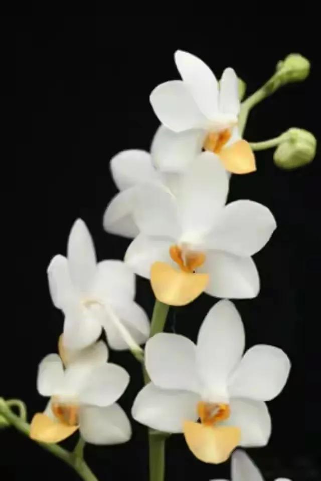 最美的100种兰花图片,欣赏一下最美的兰花