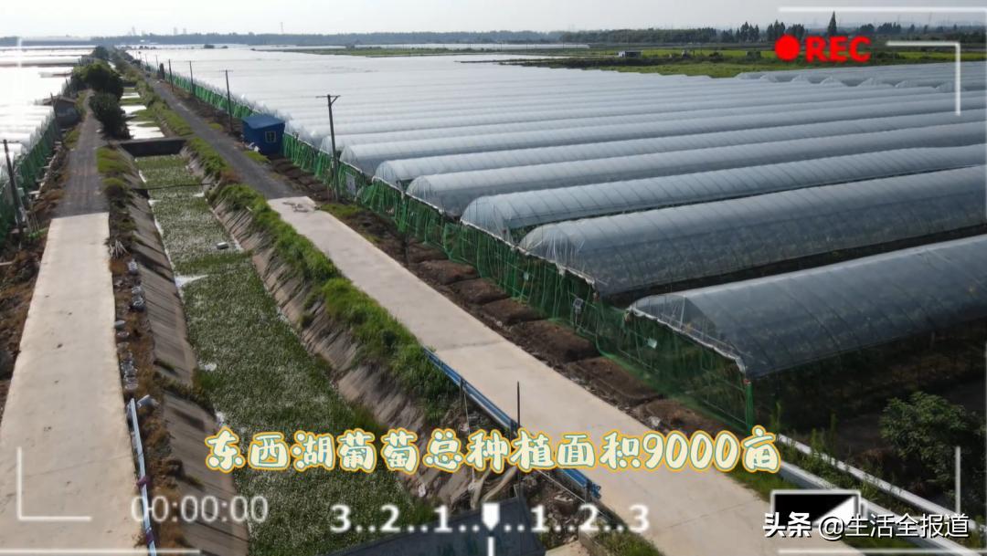 武汉优质农产品东西湖葡萄——葡萄架架起村民“致富桥”