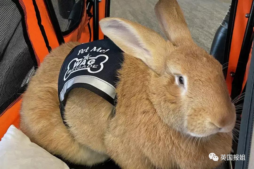 你知道世界上最大的兔子有多大吗,世界上最大的兔子吉尼斯纪录
