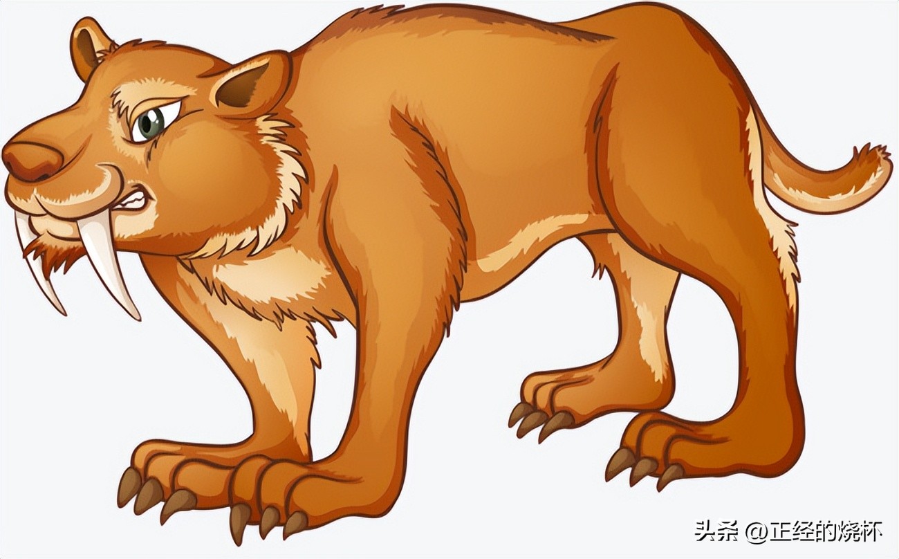 剑齿虎与人类的体型对比图片,剑齿虎最怕什么物种