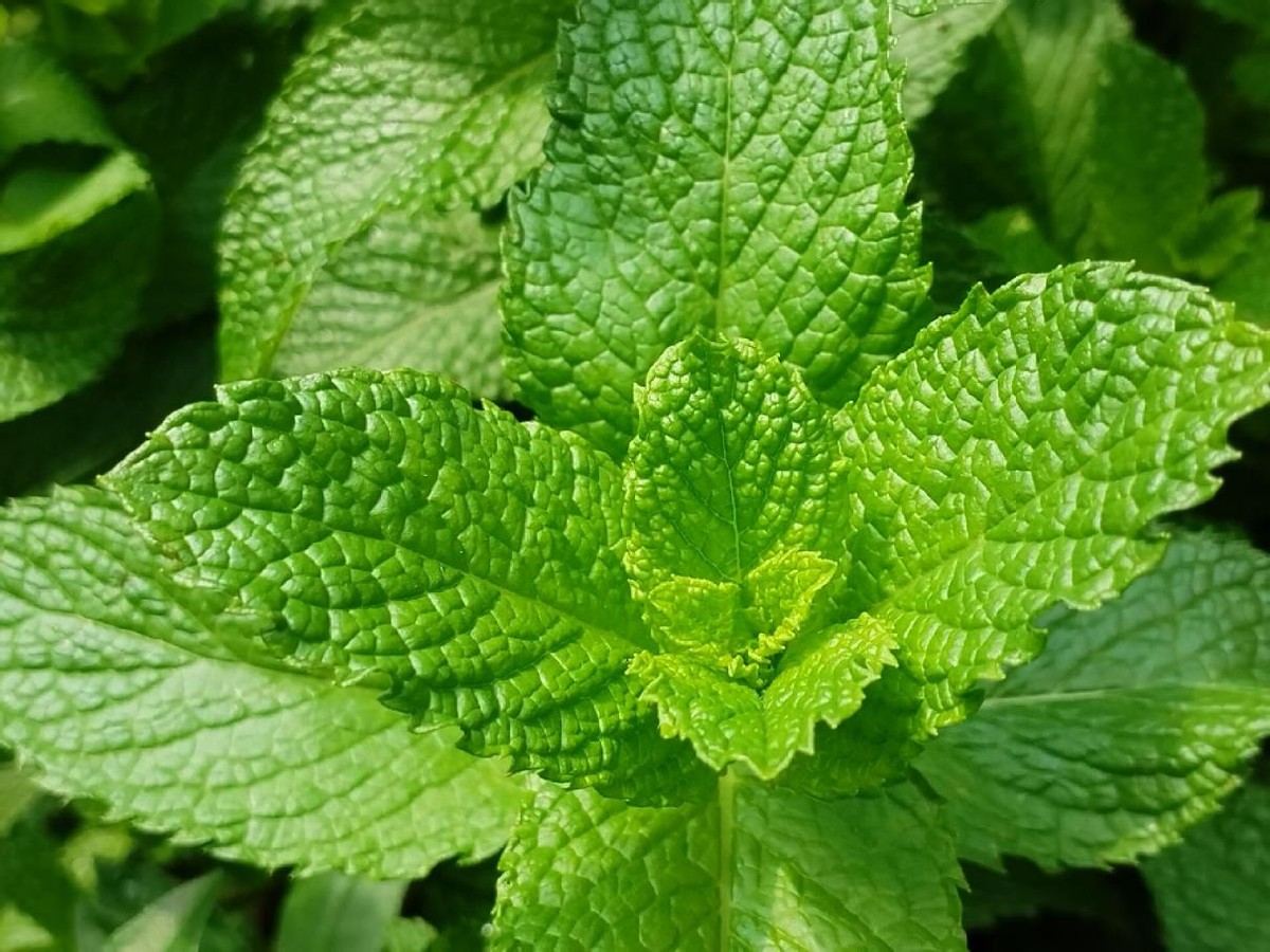 华为畅享60pro深度评测,华为畅享60pro真实评测