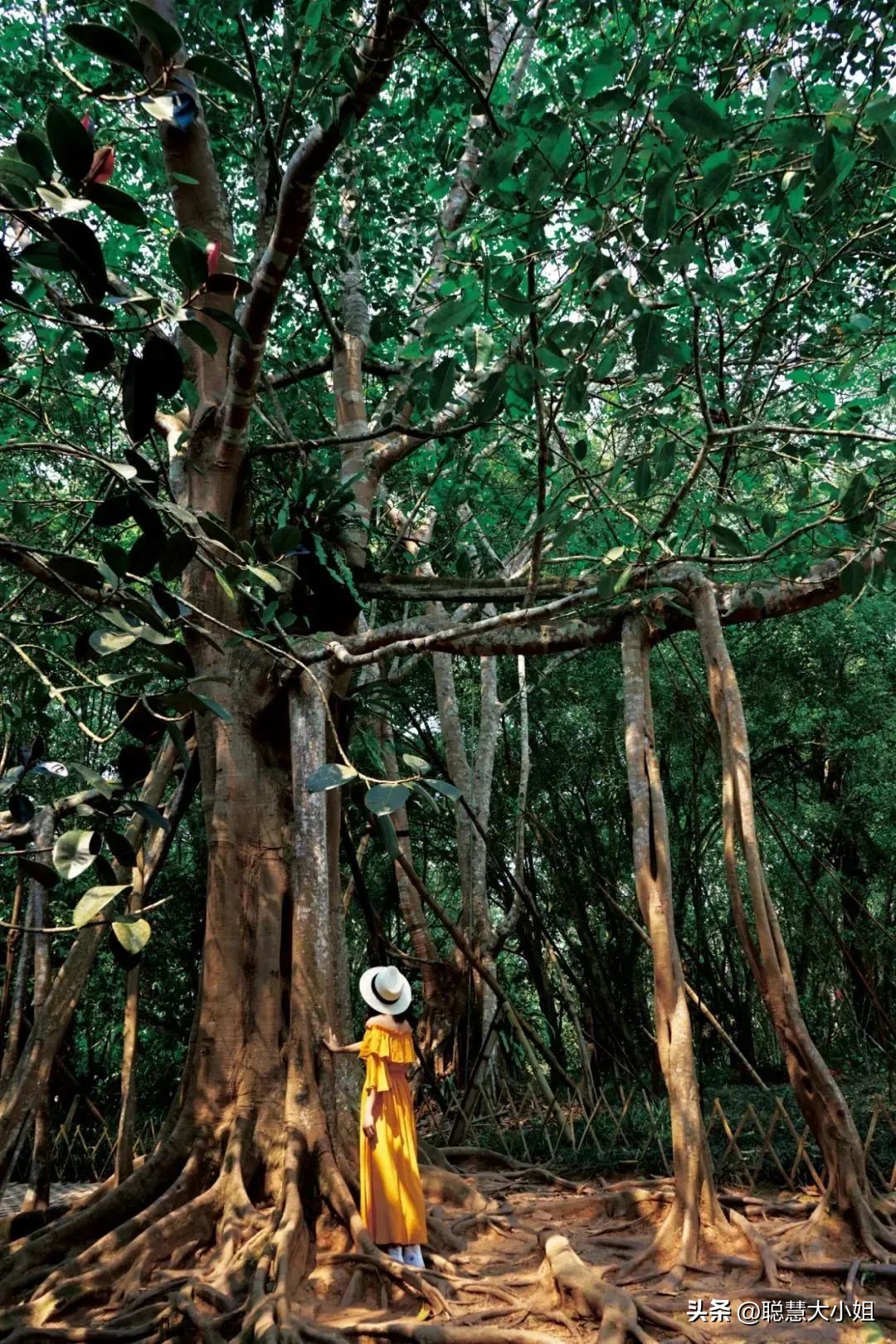 云南西双版纳美食攻略自助,西双版纳美食排行榜前十名