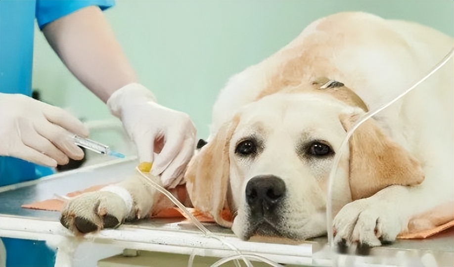 狗狗间断性弓背发抖尖叫行动缓慢,狗狗弓背发抖后腿无力怎么治疗