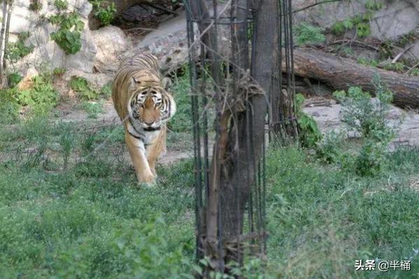 遇到老虎如何保命千万不要逃跑,在野外遇到老虎应该怎么自救