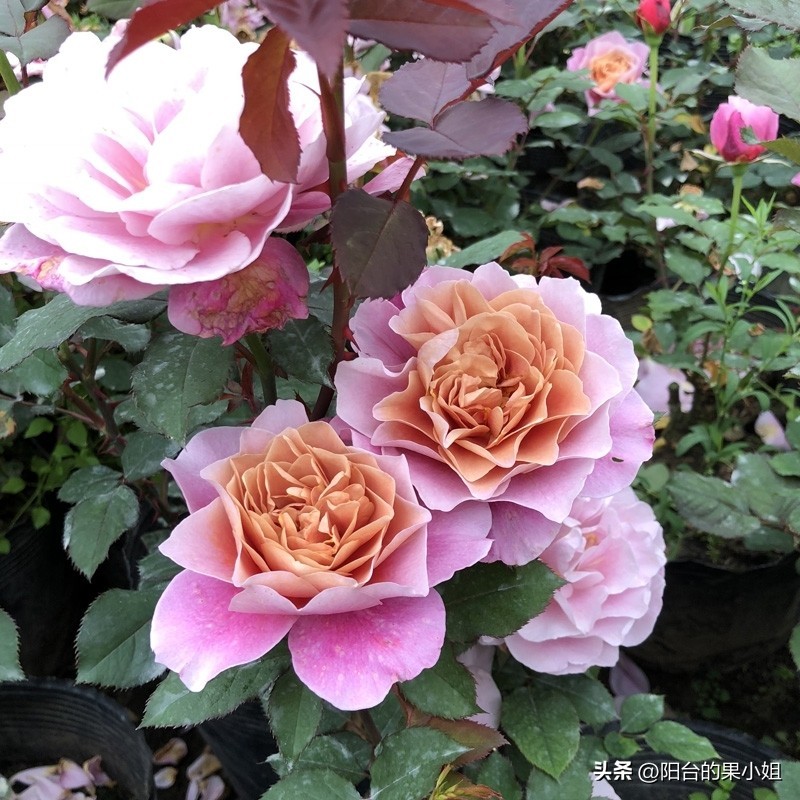 推荐几种值得入手的月季,盘点又好看又容易种的花