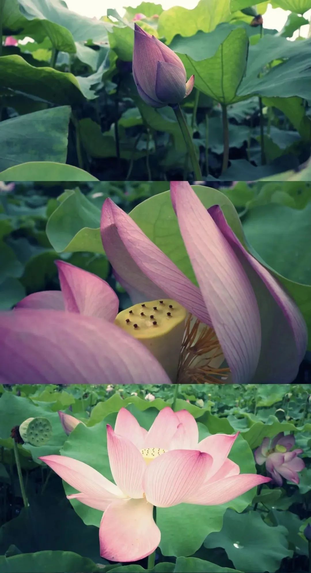 莆田荷花花海,莆田哪里荷花开了