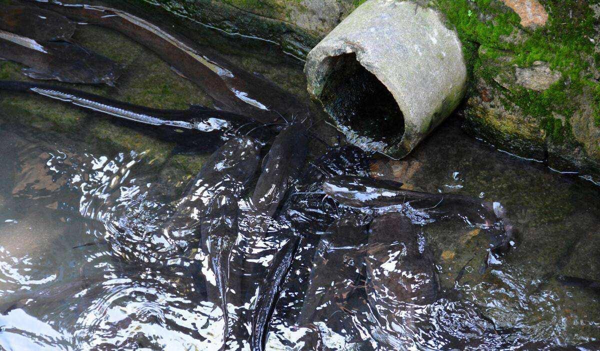 建议不吃这六种鱼有甲醛,三种鱼含甲醛重金属超标切记