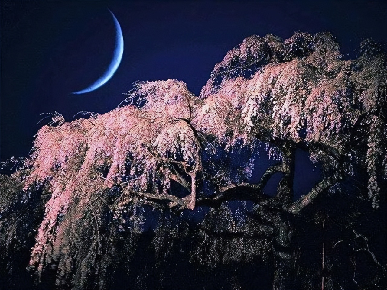 描写花影的诗词,带有花影诗句