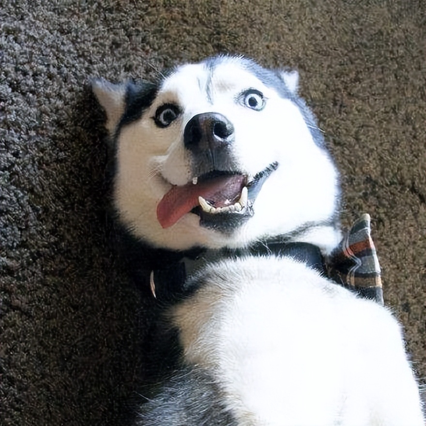 带你了解狗狗的个性养狗前必看,养狗首选这3种狗既便宜又好养